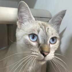 Shelter Stray Female Cat last seen Near 35th Street, San Diego, CA, 92113, 5500 Gaines St, San Diego, CA 92110, USA