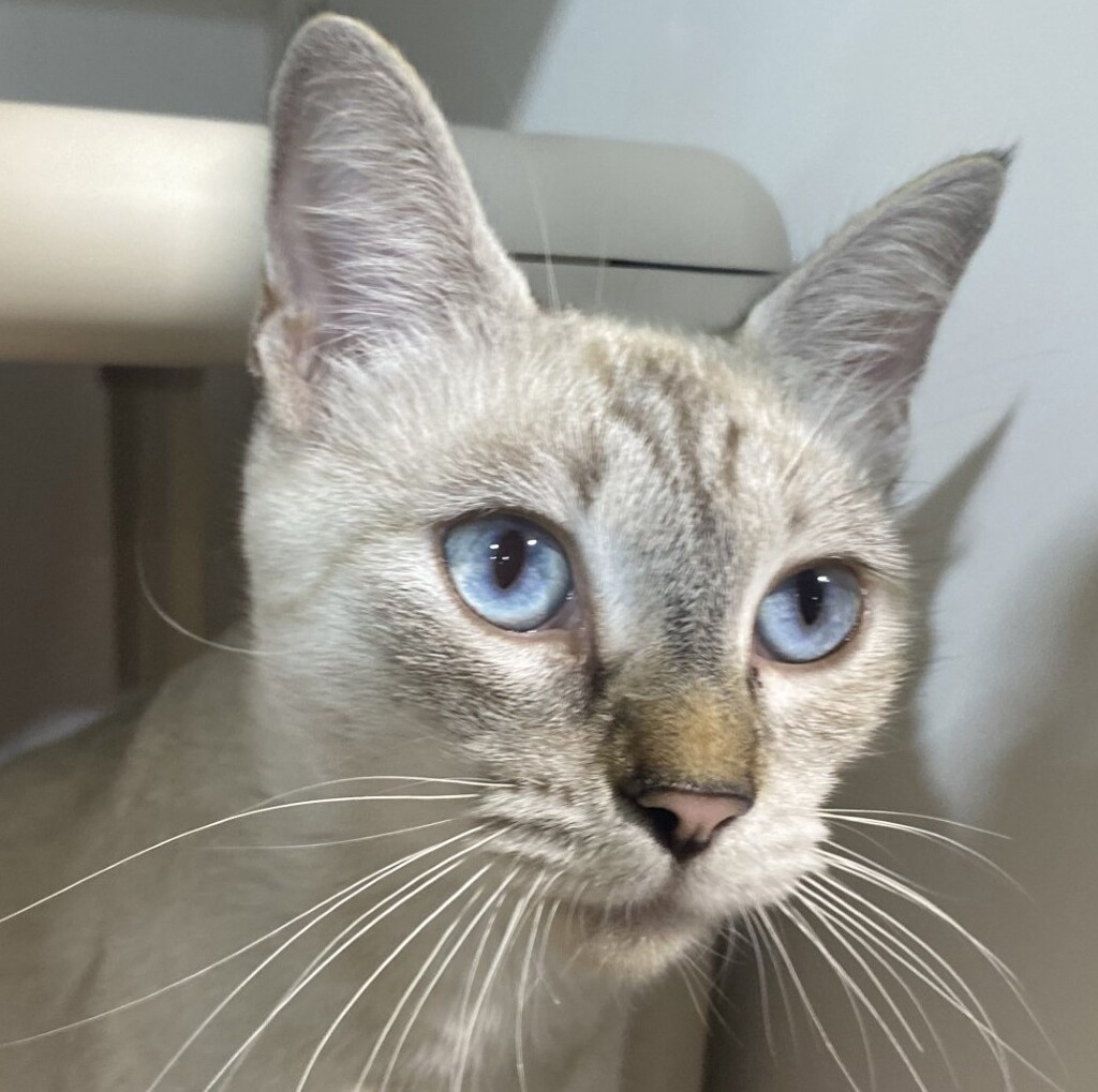 Shelter Stray Female Cat last seen Near 35th Street, San Diego, CA, 92113, 5500 Gaines St, San Diego, CA 92110, USA