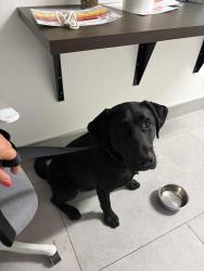 Found/Stray Male Dog last seen Krates marina, Georgina, ON L4P 2B3