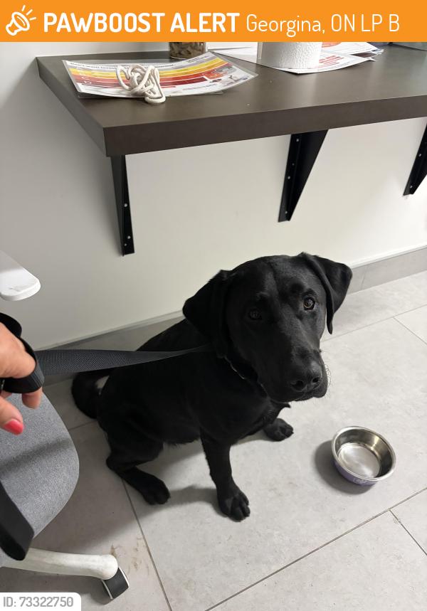 Found/Stray Male Dog last seen Krates marina, Georgina, ON L4P 2B3