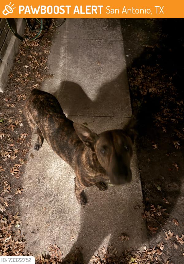 Found/Stray Male Dog last seen Candle Bnd & Bowen, San Antonio, TX 78254