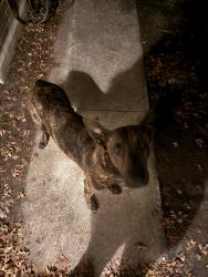 Found/Stray Male Dog last seen Candle Bnd & Bowen, San Antonio, TX 78254