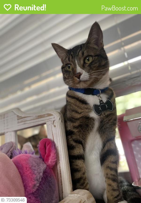 Reunited Male Cat last seen By settlers park., Aurora, CO 80012