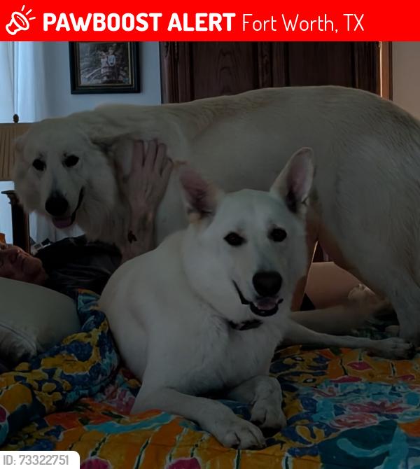 Found/Stray Male Dog last seen Stevens drive, benbrook, Fort Worth, TX 76126