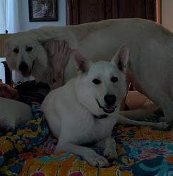 Found/Stray Male Dog last seen Stevens drive, benbrook, Fort Worth, TX 76126