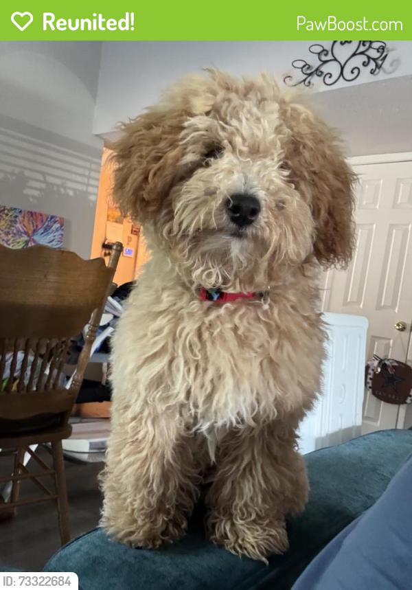 Reunited Female Dog last seen oates & 635, Mesquite, TX 75150