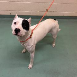 Shelter Stray Male Dog last seen , 2350 Appling City Cove, Memphis, TN 38133, USA