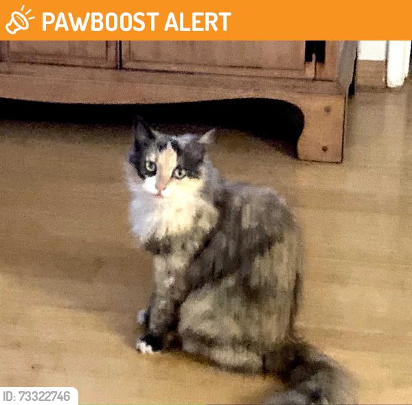 Found/Stray Unknown Cat last seen 8th and Herrin St; Manhattan Beach, Manhattan Beach, CA 90266