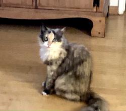 Found/Stray Unknown Cat last seen 8th and Herrin St; Manhattan Beach, Manhattan Beach, CA 90266