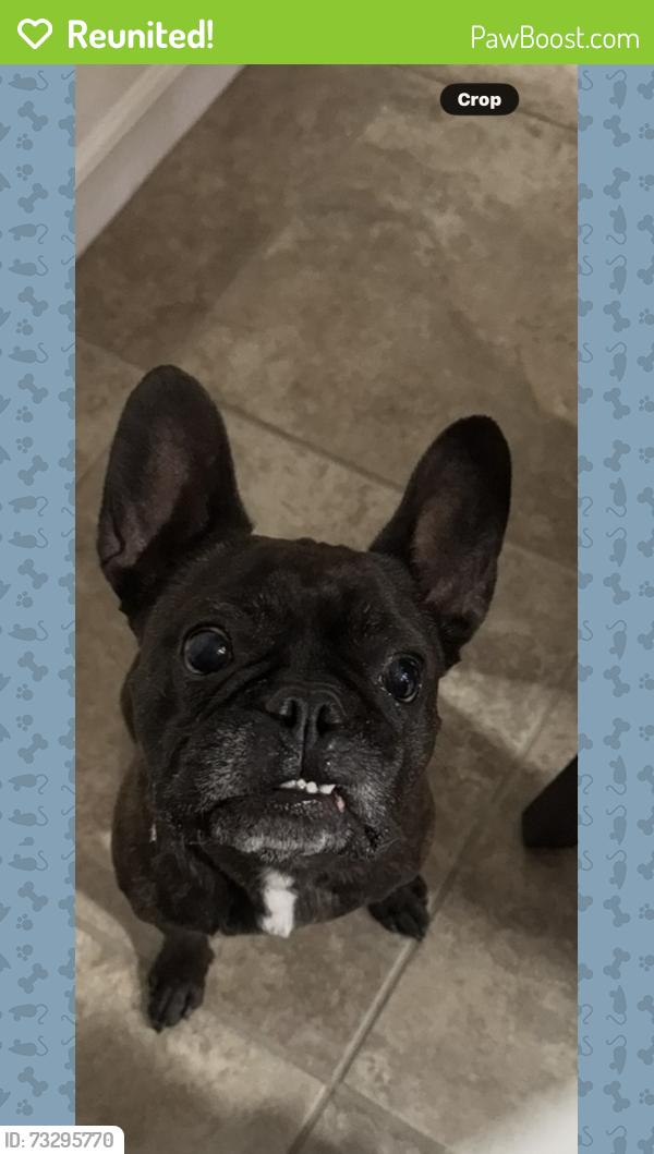 Reunited Male Dog last seen Near Terrace Dr Rocklin, Rocklin, CA 95765