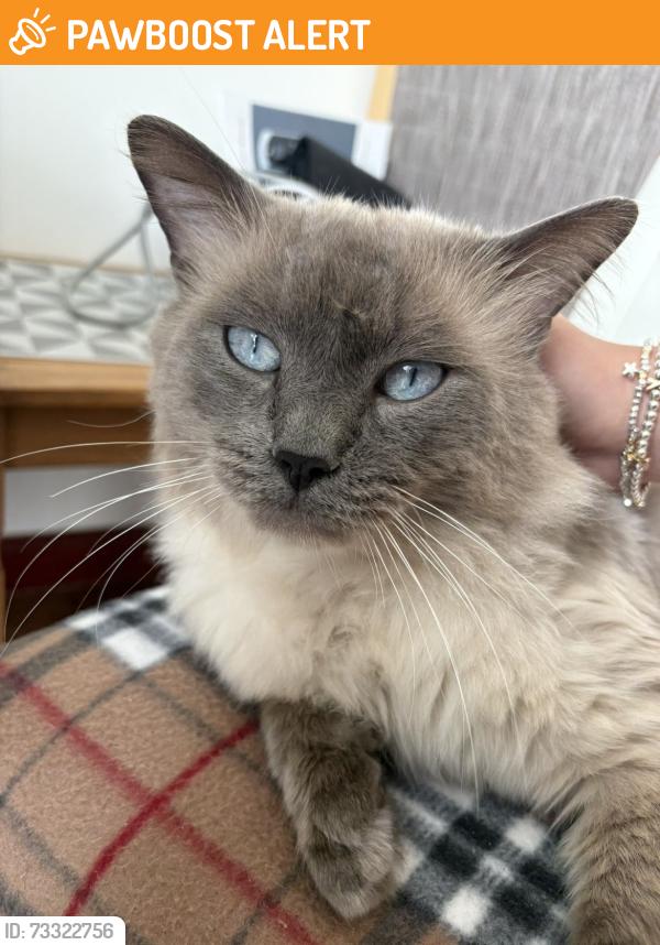 Found/Stray Male Cat last seen Near b &q, Coatbridge, Scotland 