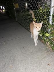 Found/Stray Unknown Cat last seen Near McKee Rd San Jose, CA 95116 United States, San Jose, CA 95116