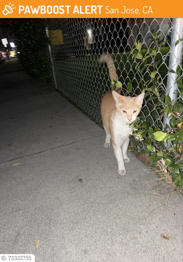 Found/Stray Unknown Cat last seen Near McKee Rd San Jose, CA 95116 United States, San Jose, CA 95116