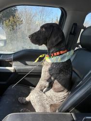 Lost Male Dog last seen Hanley, Sheed, Squirrel Creek, Squirrel Run, Walt’s Way, Cincinnati, OH 45247