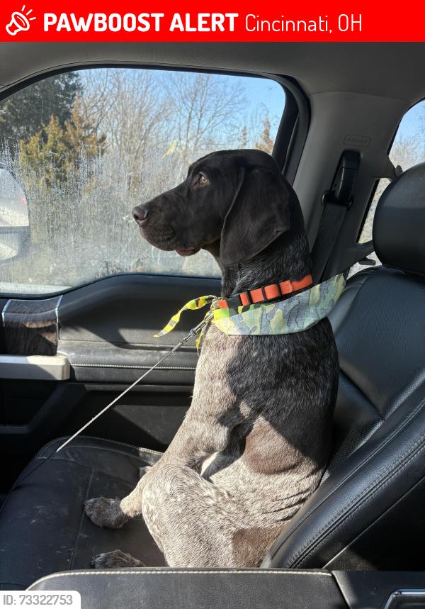 Lost Male Dog last seen Hanley, Sheed, Squirrel Creek, Squirrel Run, Walt’s Way, Cincinnati, OH 45247
