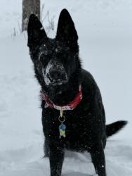 Reunited Female Dog last seen Burkey ct, Reynoldsburg, OH 43068
