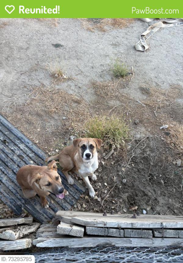 Reunited Male Dog last seen Near W Rosamond Blvd, Rosamond, CA 93560, USA, Rosamond, CA 93560