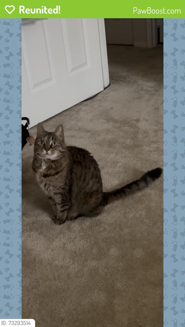 Reunited Female Cat last seen Pottsgrove s, Stowe, PA 19464