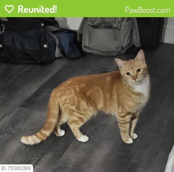 Reunited Female Cat last seen Ames & Tapper Hammond. IN, Hammond, IN 46320