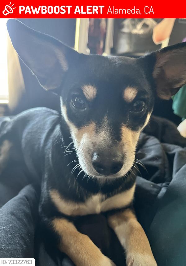 Lost Male Dog last seen alameda, Alameda, CA 94501