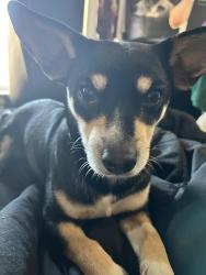 Lost Male Dog last seen alameda, Alameda, CA 94501