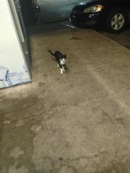 Found/Stray Unknown Cat last seen Rockwell, Oklahoma City, OK 73127