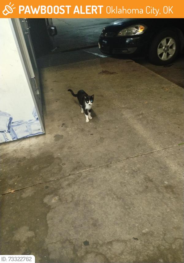 Found/Stray Unknown Cat last seen Rockwell, Oklahoma City, OK 73127