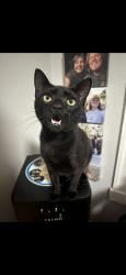 Reunited Male Cat last seen Ellis Street, Berkeley, CA 94703