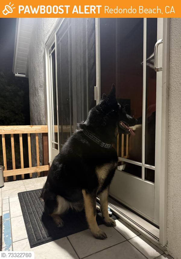 Found/Stray Male Dog last seen Via Monte Doro & Camino Del Campo, Redondo Beach, CA 90277