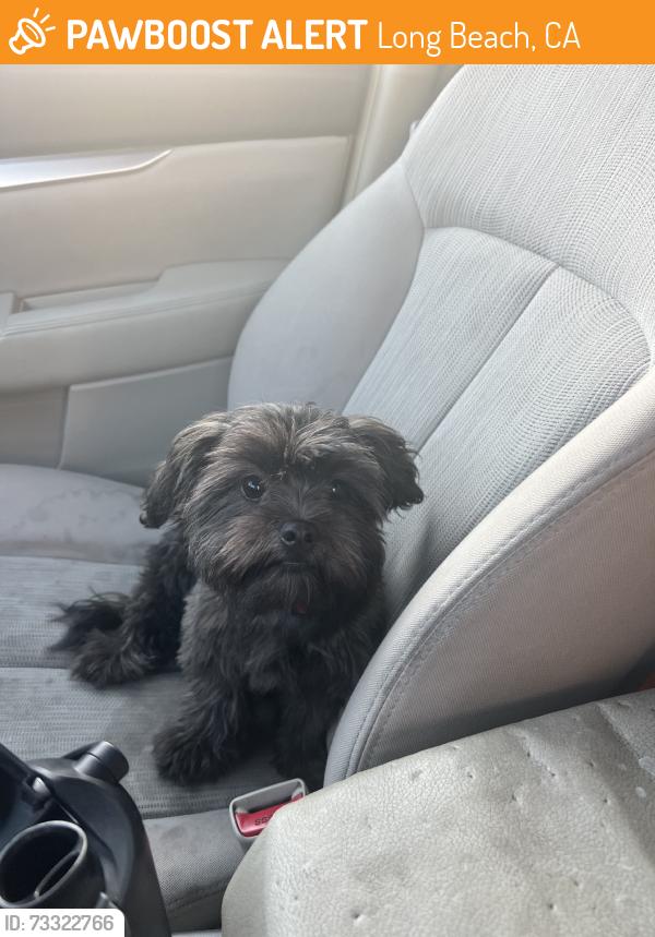 Found/Stray Male Dog last seen Thai Curry Pizza Parking Lot, Long Beach, CA 90804