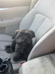 Found/Stray Male Dog last seen Thai Curry Pizza Parking Lot, Long Beach, CA 90804