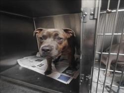 Shelter Stray Male Dog last seen , 3201 Lacy St, Los Angeles, CA 90031, USA