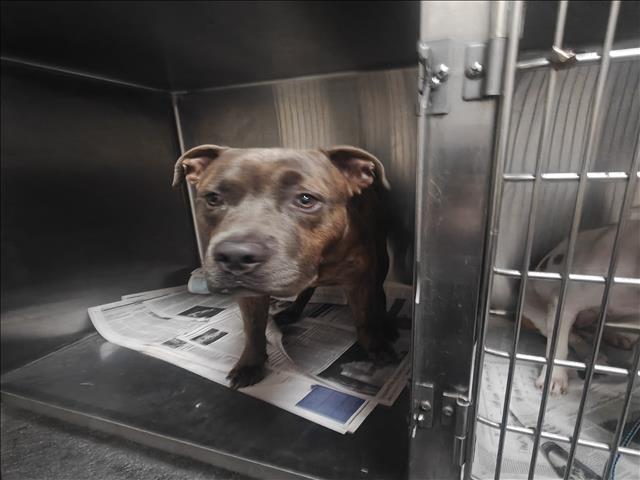 Shelter Stray Male Dog last seen , 3201 Lacy St, Los Angeles, CA 90031, USA