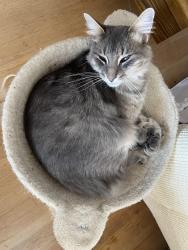 Reunited Male Cat last seen El Cerro Drive & White Sands Place, El Sobrante, CA, El Sobrante, CA 94803