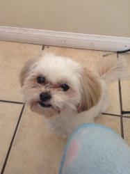 Lost Male Dog last seen Williams and Allisal, Salinas, CA 93905