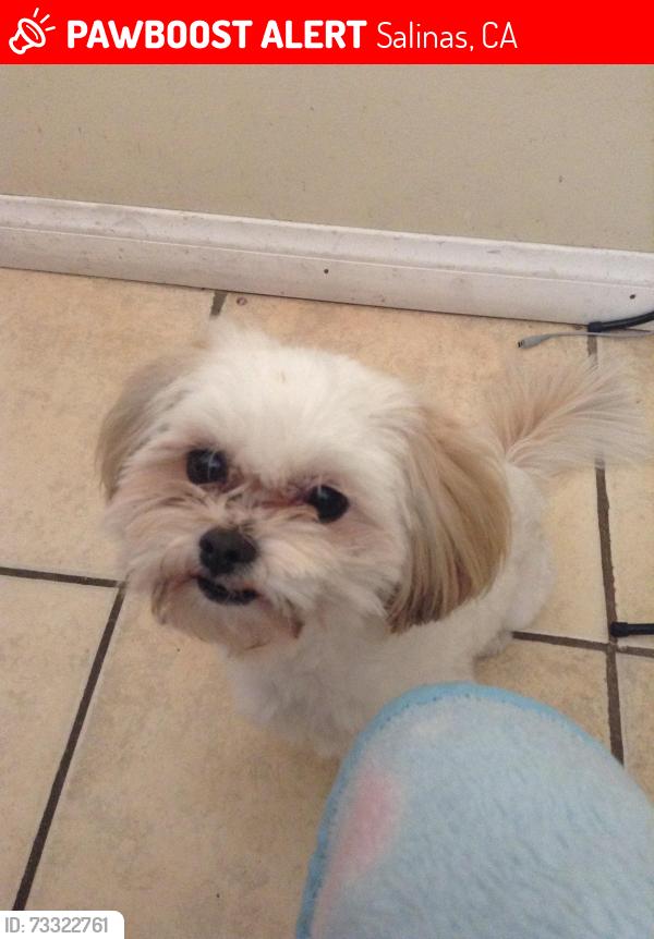 Lost Male Dog last seen Williams and Allisal, Salinas, CA 93905