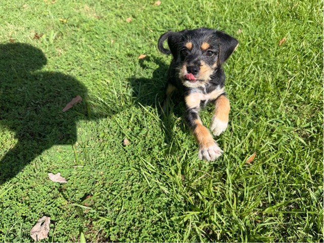 Shelter Stray Female Dog last seen , 4950 SW Triana Blvd, Huntsville, AL 35805, USA