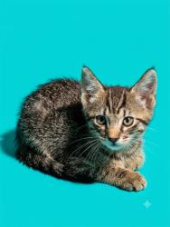 Shelter Stray Male Cat last seen ALDI FT CAROLINE, 2020 Forest St, Jacksonville, FL 32204, USA