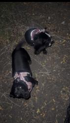 Found/Stray Female Dog last seen Dove hill elementary school, San Jose, CA 95121