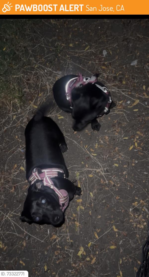 Found/Stray Female Dog last seen Dove hill elementary school, San Jose, CA 95121