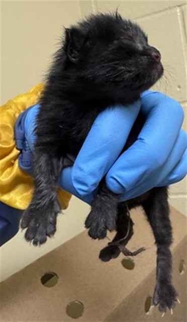 Shelter Stray Female Cat last seen GLENROSE AVE & CLAY ST, 2127 Front St, Sacramento, CA 95818, USA