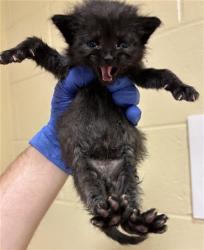 Shelter Stray Female Cat last seen AUSTIN ST & JESSIE AVE, 2127 Front St, Sacramento, CA 95818, USA