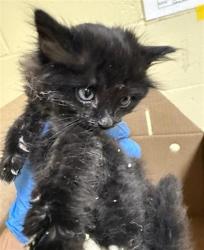 Shelter Stray Female Cat last seen W BAY LN & COBBLE SHORES DR, 2127 Front St, Sacramento, CA 95818, USA