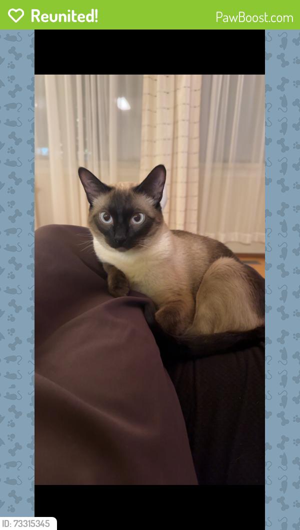 Reunited Male Cat last seen Allard Blvd close to the baseball field, Edmonton, AB 