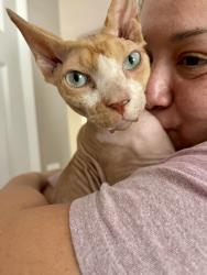 Lost Male Cat last seen Carlton Rd, Santee, CA 92071