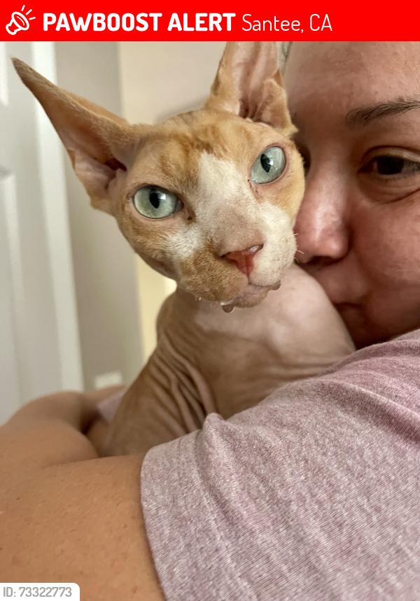 Lost Male Cat last seen Carlton Rd, Santee, CA 92071