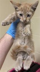 Shelter Stray Male Cat last seen SILVER EAGLE RD & NORWOOD AVE, 2127 Front St, Sacramento, CA 95818, USA