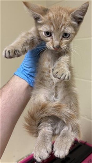Shelter Stray Male Cat last seen SILVER EAGLE RD & NORWOOD AVE, 2127 Front St, Sacramento, CA 95818, USA