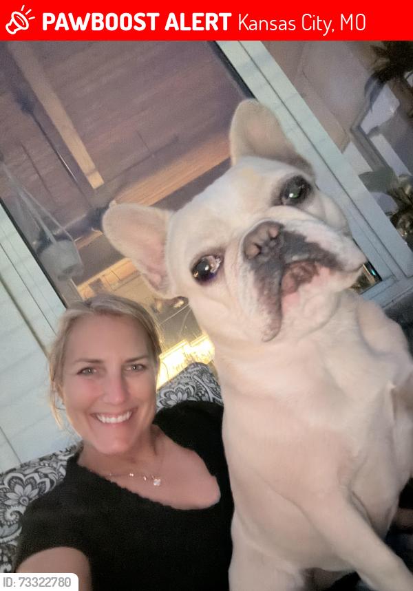 Lost Female Dog last seen 2nd and Delaware, Kansas City, MO 64105