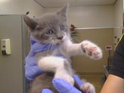 Shelter Stray Male Cat last seen NEWELL ST/BARON AVE, 95821, 3839 Bradshaw Rd, Sacramento, CA 95827, USA